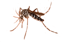 ο γένος Aedes, μεταδίδει το κίτρινο πυρετό, εκεί ανήκει και το κουνούπι Τίγρης